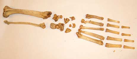 Bones from an otter foot