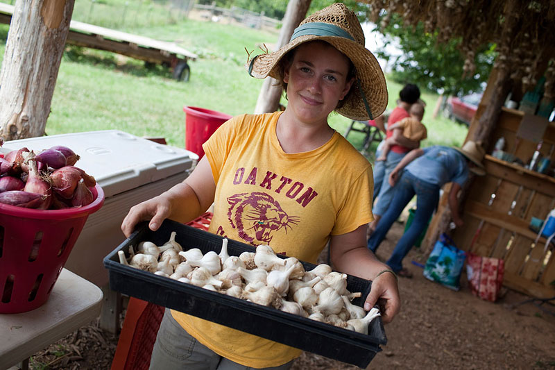 A CSA member presents a bounty of garlic. There’s more where that came from. Just look overhead.