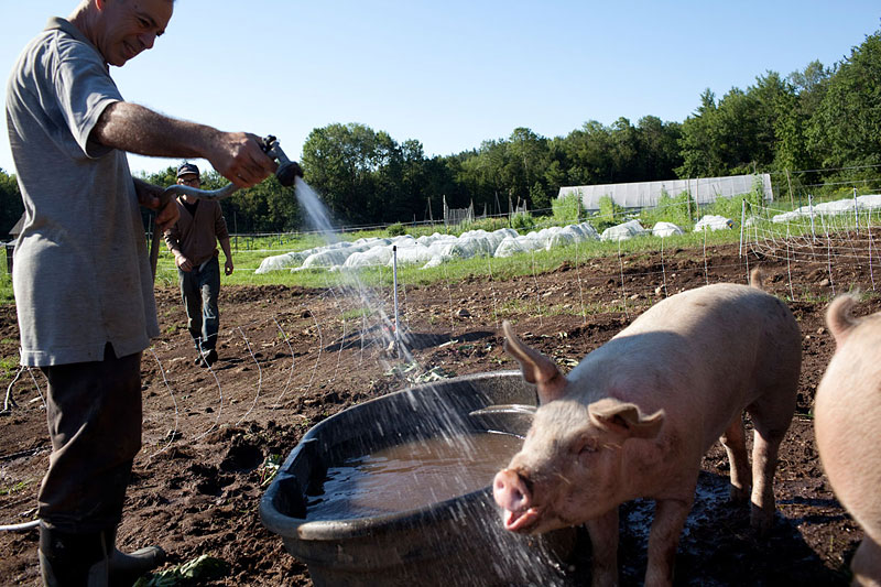 Vassar alumnus Jim Heffron ’74, who has lived in the Nubanusit community for more almost three years, often takes a shift on the farm. Here, he hoses down a pig that enjoys taking a sip in the middle of its bath.