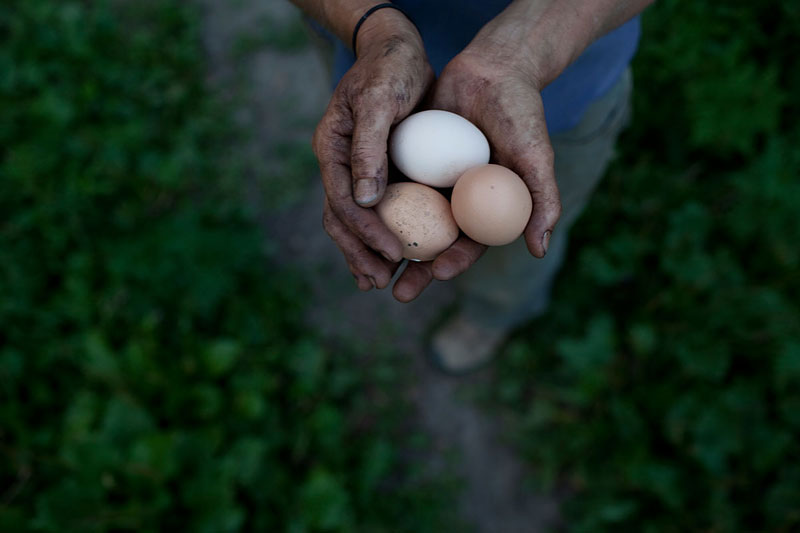 Happy chickens produce tasty farm fresh eggs!